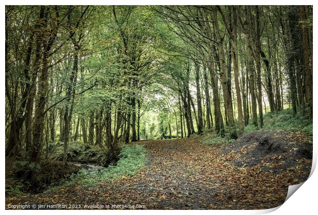 Enchanting Downhill Forest, Northern Ireland Print by jim Hamilton