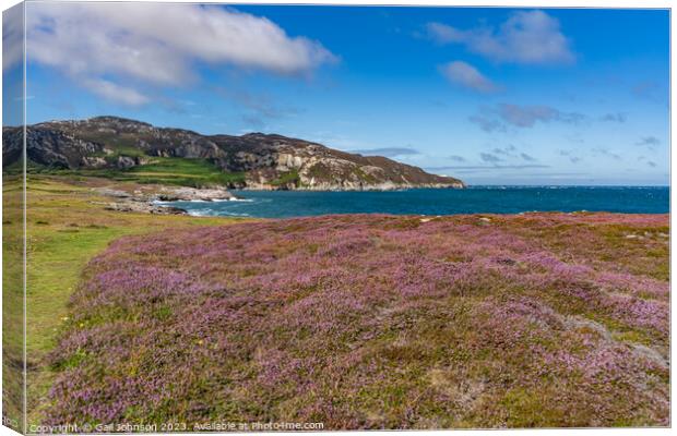 Views around Holyhead Breakwater park with the heather and gorse Canvas Print by Gail Johnson