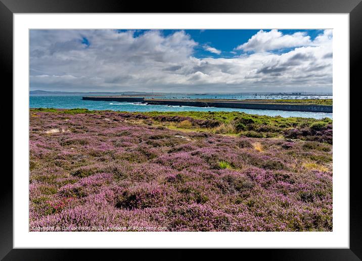 Views around Holyhead Breakwater park with the heather and gorse Framed Mounted Print by Gail Johnson