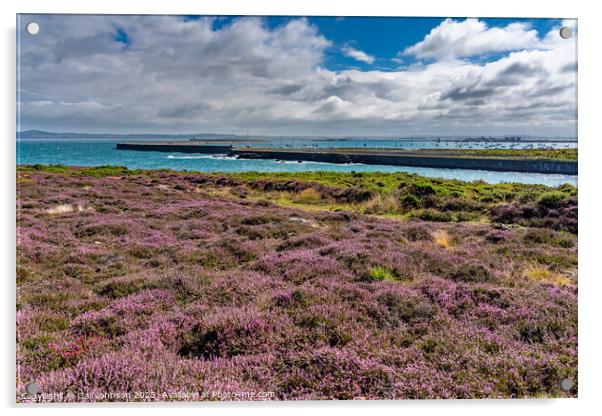 Views around Holyhead Breakwater park with the heather and gorse Acrylic by Gail Johnson