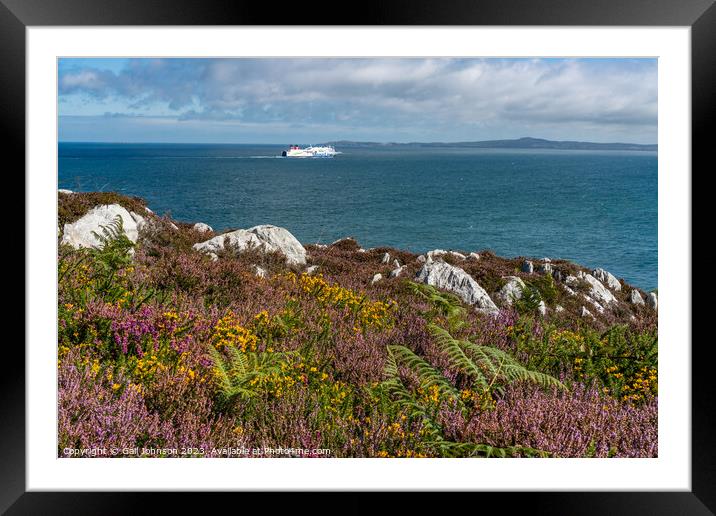 Views around Holyhead Breakwater park with the heather and gorse Framed Mounted Print by Gail Johnson