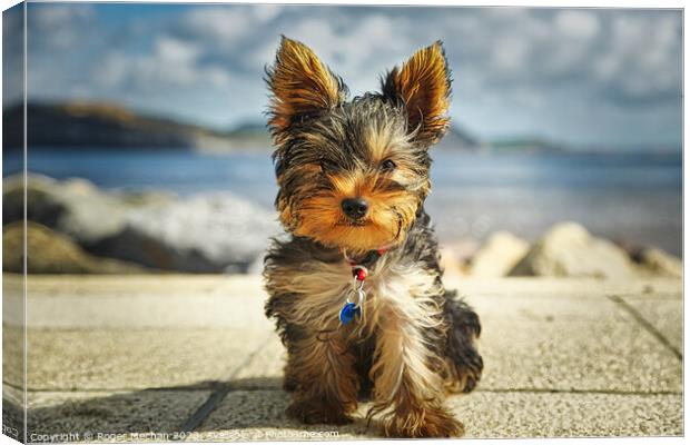 A close up of a Yorkshire Terrier puppy Canvas Print by Roger Mechan