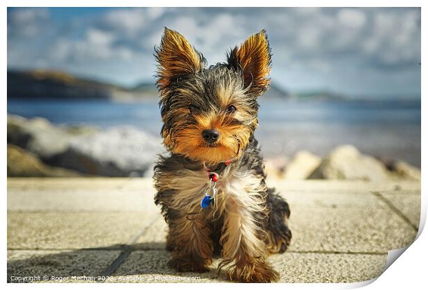 A close up of a Yorkshire Terrier puppy Print by Roger Mechan
