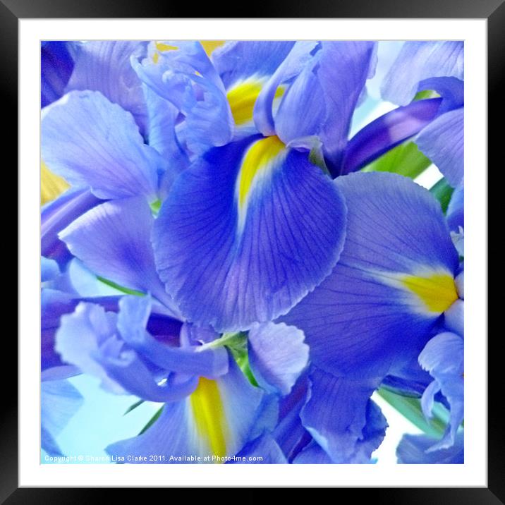 Iris Blooms Framed Mounted Print by Sharon Lisa Clarke