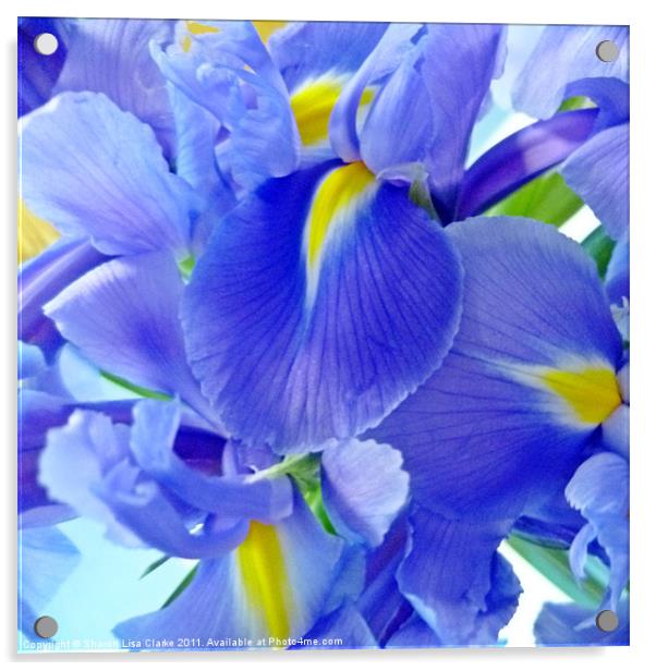 Iris Blooms Acrylic by Sharon Lisa Clarke