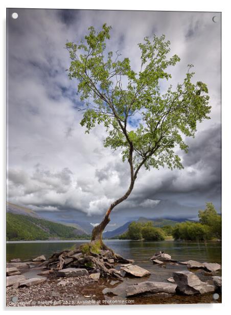 Lone Tree Llanberis Acrylic by Robert Bell