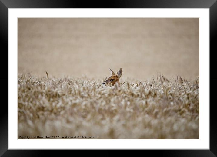 A Roe Deer doe head popping out over wheat crop field Framed Mounted Print by Helen Reid