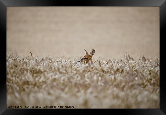 A Roe Deer doe head popping out over wheat crop field Framed Print by Helen Reid
