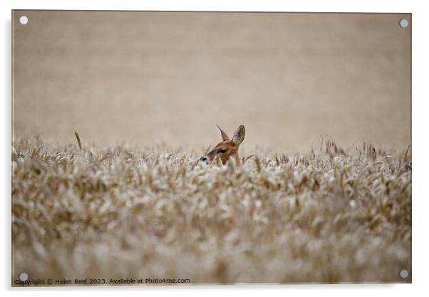 A Roe Deer doe head popping out over wheat crop field Acrylic by Helen Reid