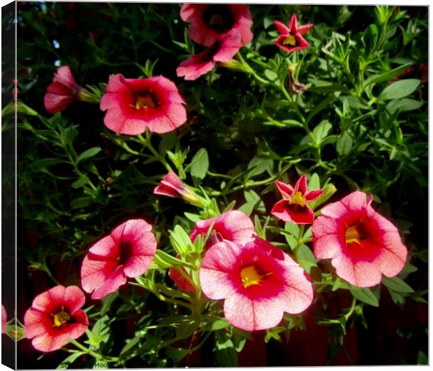 Pink flowers Canvas Print by Stephanie Moore