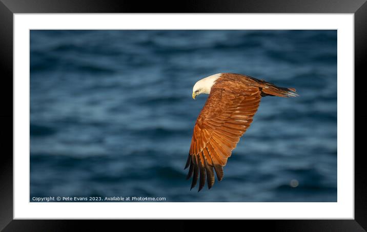 The Brahminy Kite Framed Mounted Print by Pete Evans