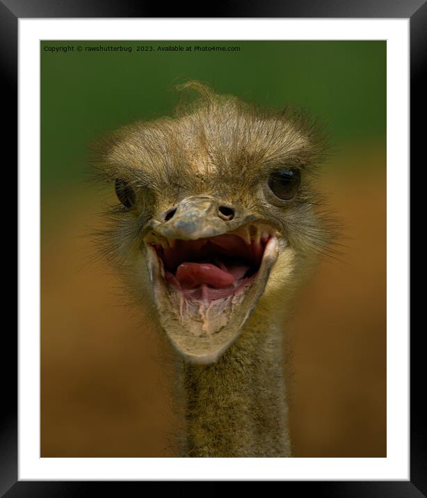 Ostrich's Embrace Framed Mounted Print by rawshutterbug 