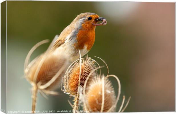 Robin redbreast in teasel with food close up Canvas Print by Simon Bratt LRPS