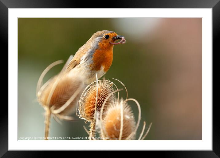 Robin redbreast in teasel with food close up Framed Mounted Print by Simon Bratt LRPS