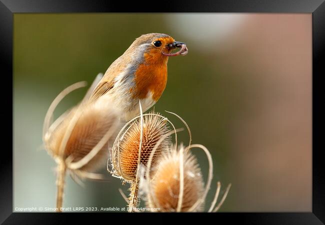 Robin redbreast in teasel with food close up Framed Print by Simon Bratt LRPS