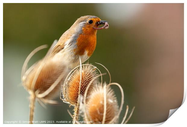 Robin redbreast in teasel with food close up Print by Simon Bratt LRPS