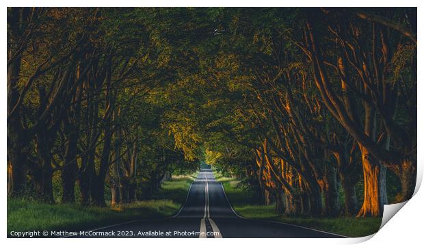 Beech Tree Avenue Print by Matthew McCormack