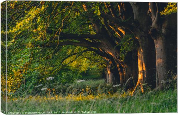 Beech Tree Sunrise Canvas Print by Matthew McCormack