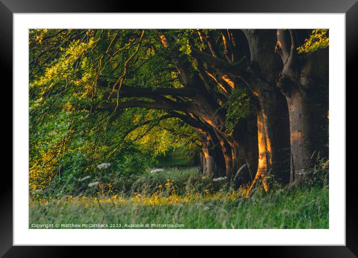 Beech Tree Sunrise Framed Mounted Print by Matthew McCormack