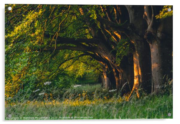 Beech Tree Sunrise Acrylic by Matthew McCormack