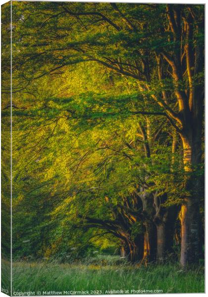 Beech Tree Sunrise Canvas Print by Matthew McCormack