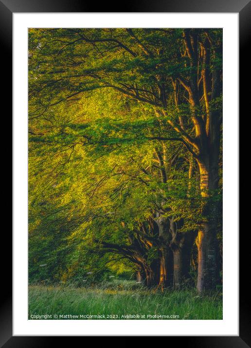 Beech Tree Sunrise Framed Mounted Print by Matthew McCormack