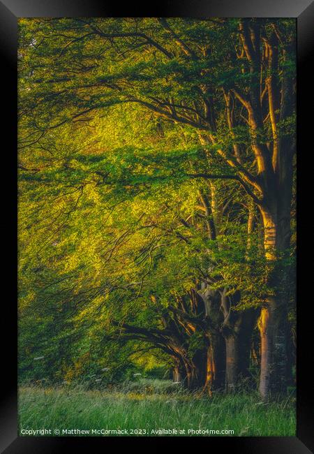 Beech Tree Sunrise Framed Print by Matthew McCormack