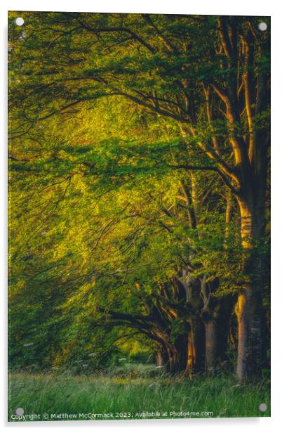 Beech Tree Sunrise Acrylic by Matthew McCormack