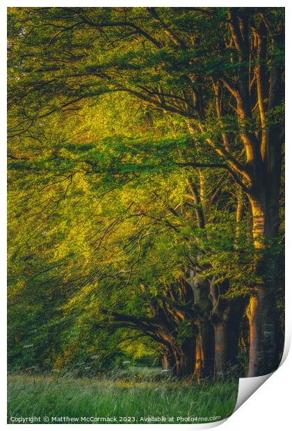 Beech Tree Sunrise Print by Matthew McCormack