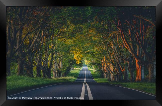Beech Tree Avenue Framed Print by Matthew McCormack