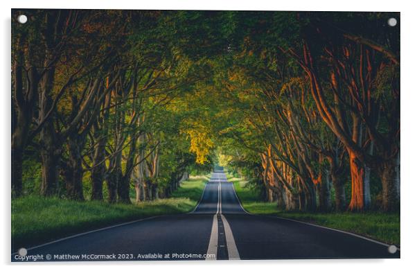 Beech Tree Avenue Acrylic by Matthew McCormack