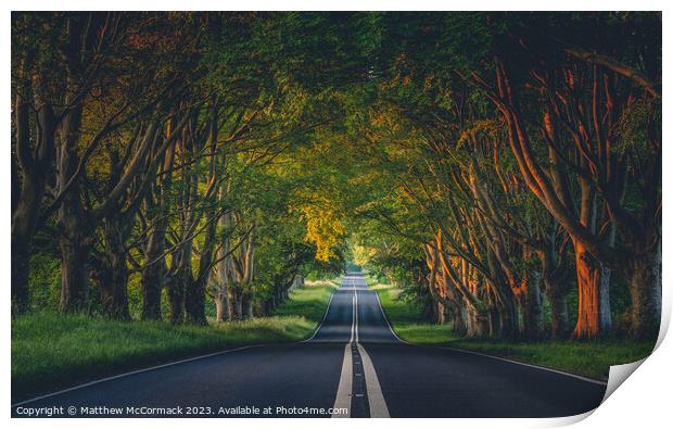 Beech Tree Avenue Print by Matthew McCormack