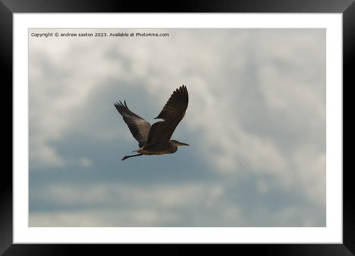 Flying away Framed Mounted Print by andrew saxton
