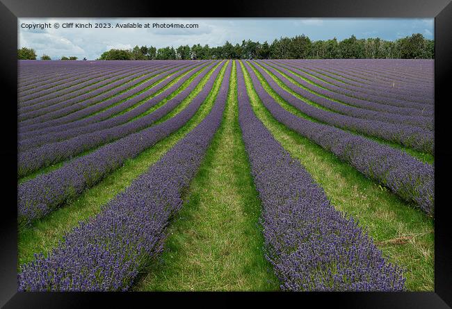 Lavender Dreams in Snowshill Framed Print by Cliff Kinch