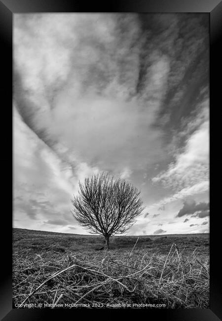 Lonely Tree Framed Print by Matthew McCormack