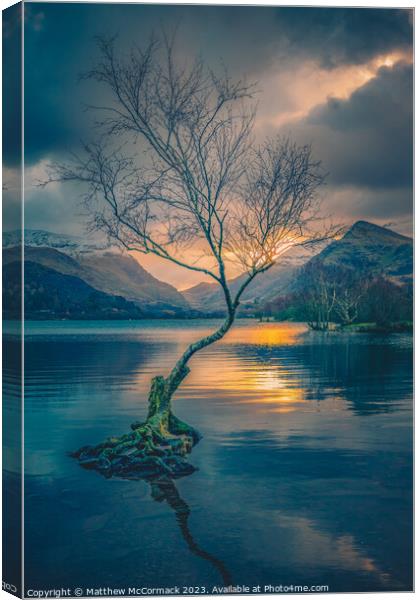 Lonely Tree Canvas Print by Matthew McCormack