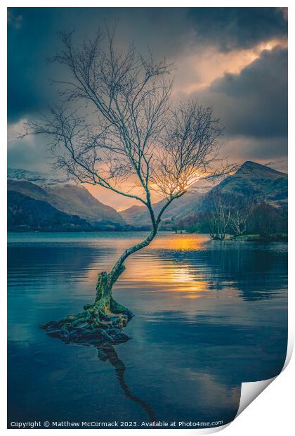 Lonely Tree Print by Matthew McCormack