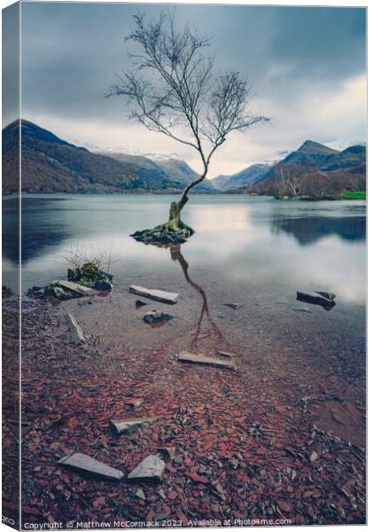 Lonely Tree Canvas Print by Matthew McCormack