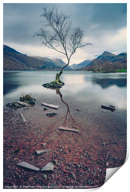 Lonely Tree Print by Matthew McCormack