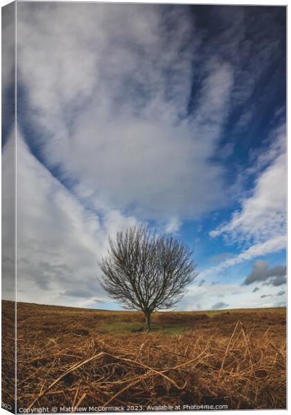 Lonely Tree Canvas Print by Matthew McCormack