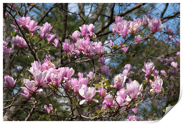 Magnolia Flowers Blooming Print by Artur Bogacki