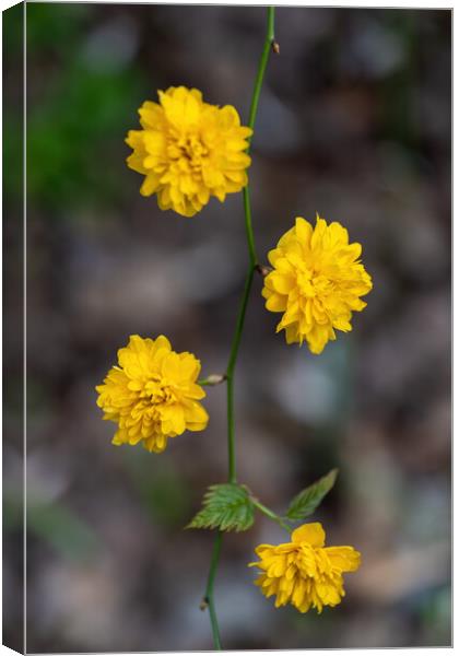 Japanese Rose Yellow Blooming Flowers Canvas Print by Artur Bogacki