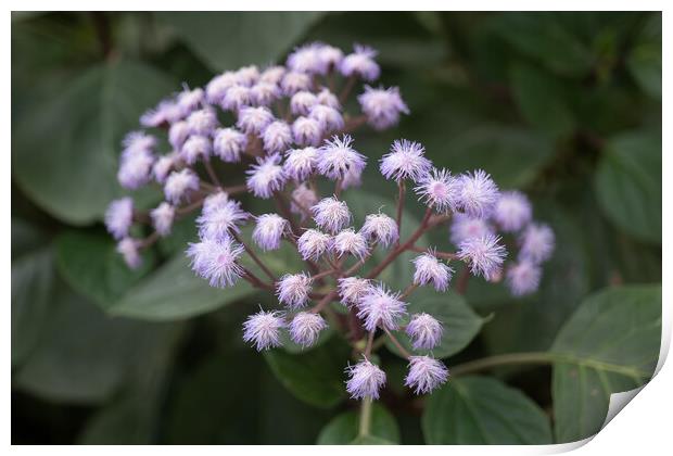 Bartlettina Sordida Blue Mist Flower  Print by Artur Bogacki