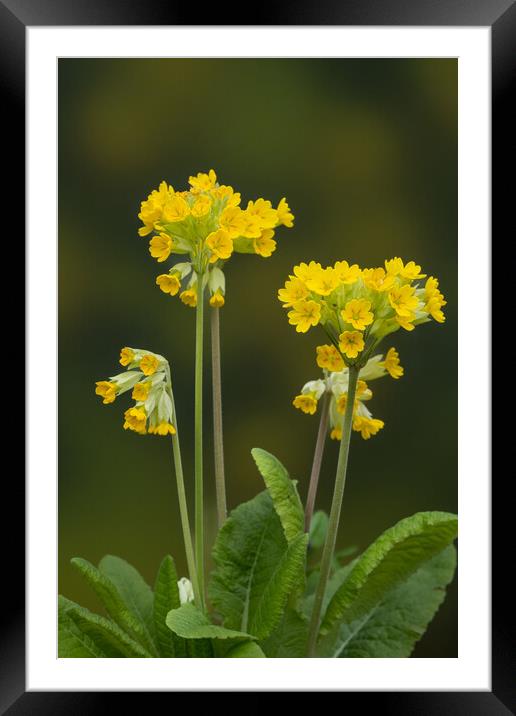 Cowslips standing proud. Framed Mounted Print by Bill Allsopp