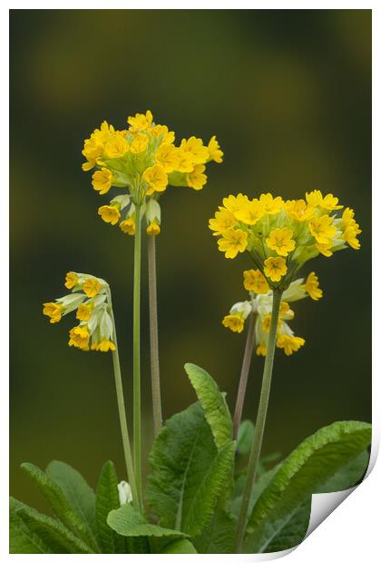 Cowslips standing proud. Print by Bill Allsopp