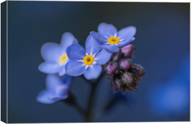 Faithful Forget me not. Canvas Print by Bill Allsopp