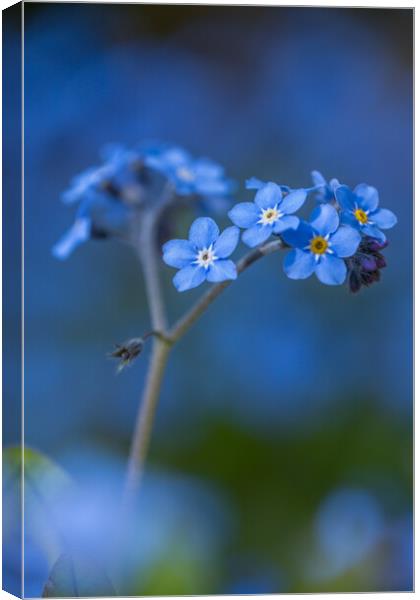 Faithful Forget me not #2 Canvas Print by Bill Allsopp