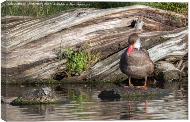 Female red crested pochard in summer Canvas Print by Kevin White