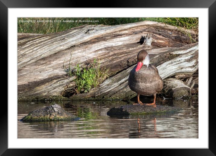 Female red crested pochard in summer Framed Mounted Print by Kevin White
