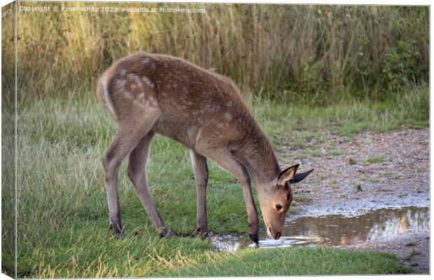 Bambi looking fallow fawn deer  Canvas Print by Kevin White